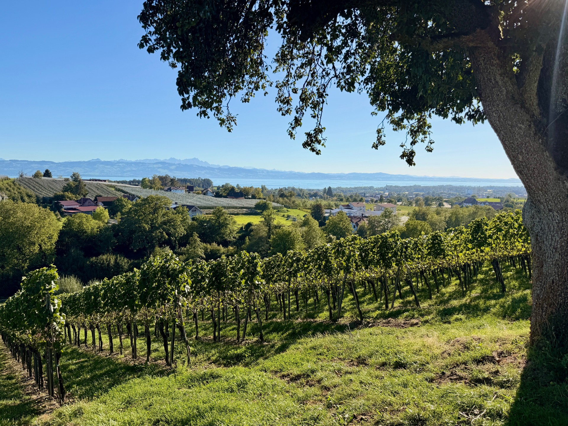 Blick auf Nonnenhorn am Bodensee mit Wieinbergen