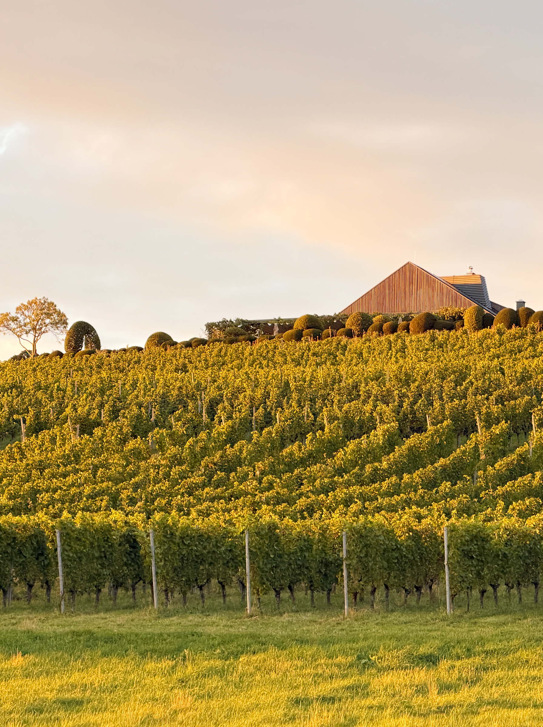 pinot die weinbar hattnau