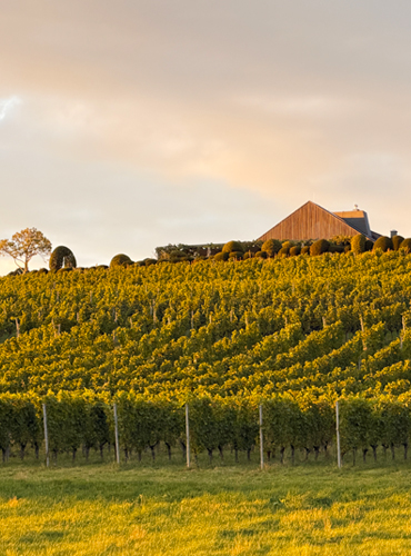 pinot die weinbar weingut schmidt in wasserburg bodensee